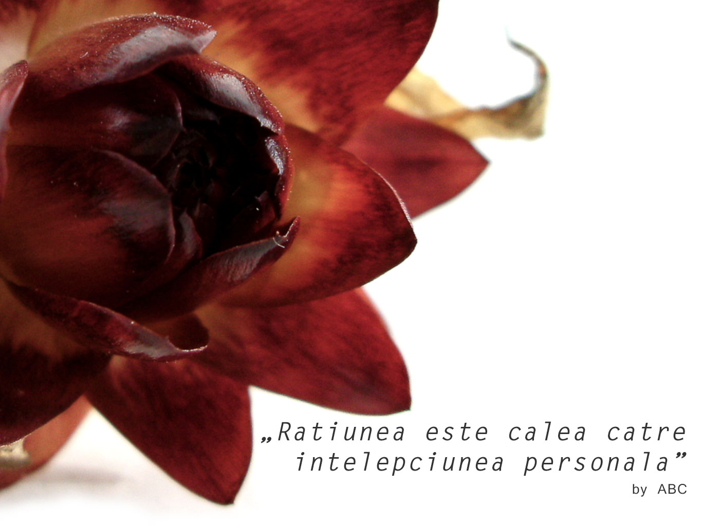 ratiunea intelepciunii